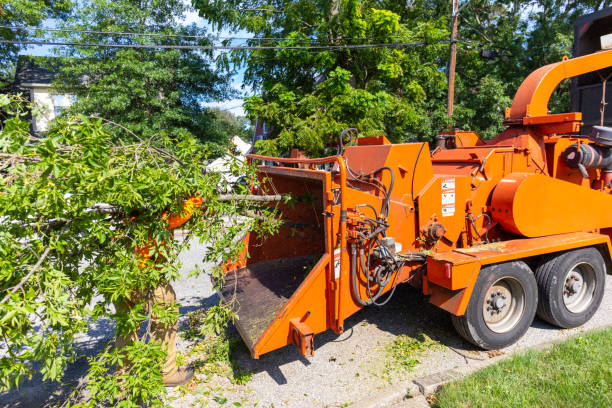 Best Tree Root Removal  in Beulah, ND